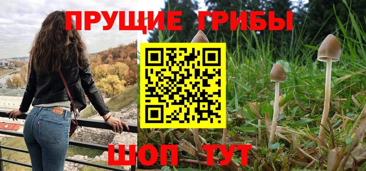Псилоцибиновые грибы Cubensis Ликино-Дулёво